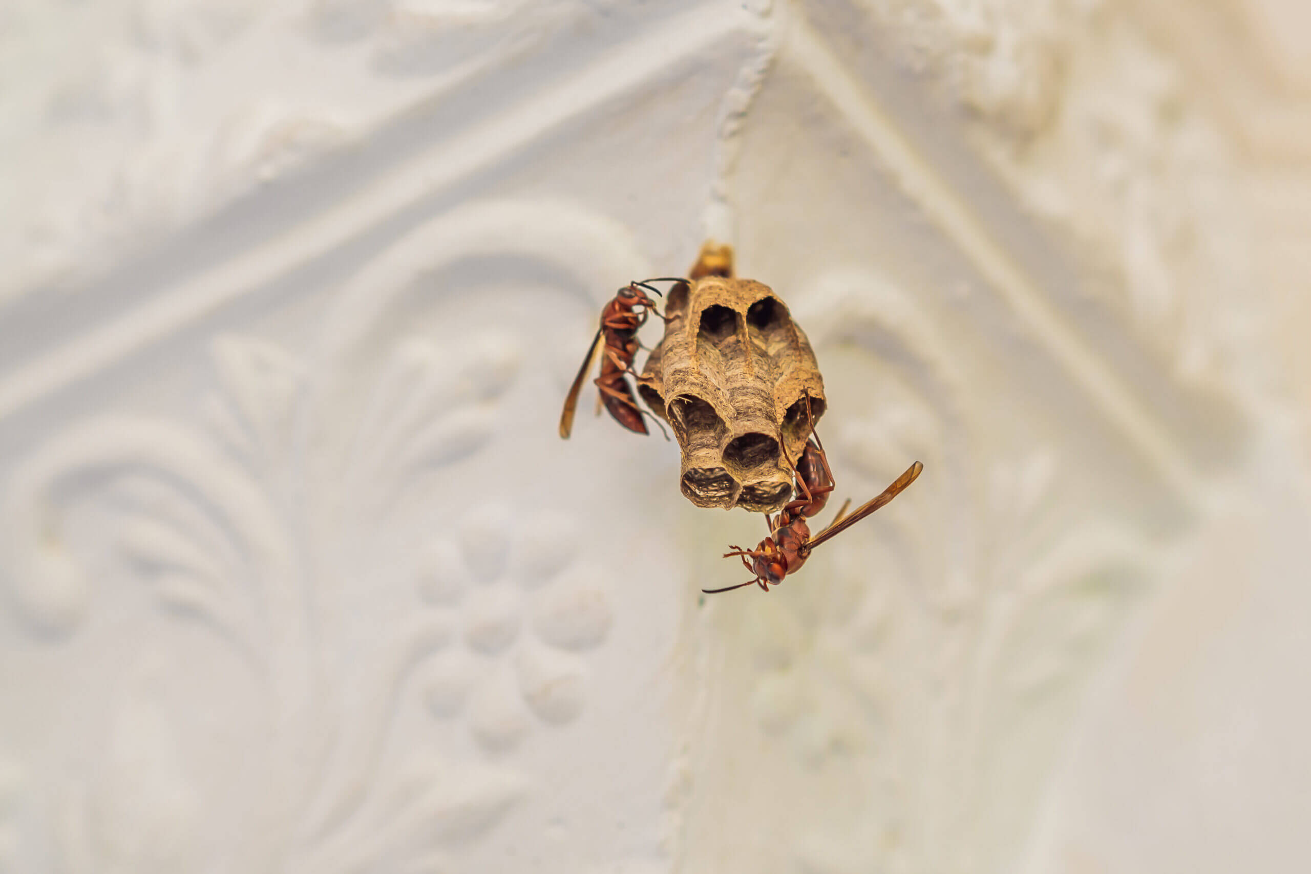 Keeping Maple Ridge Homes Pest-Free