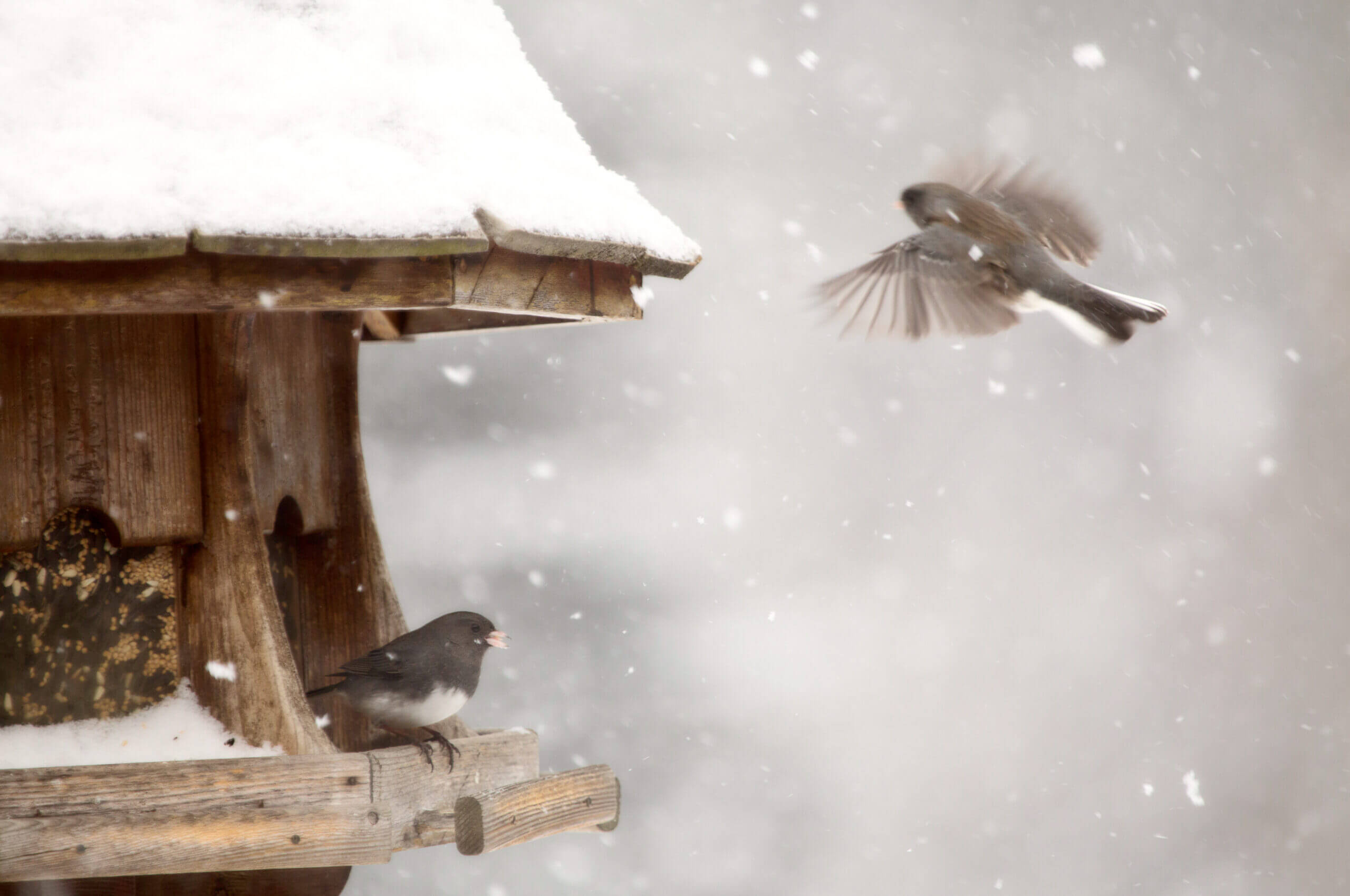 Pest Control And Sustainable Living: Eco-Win In Maple Ridge