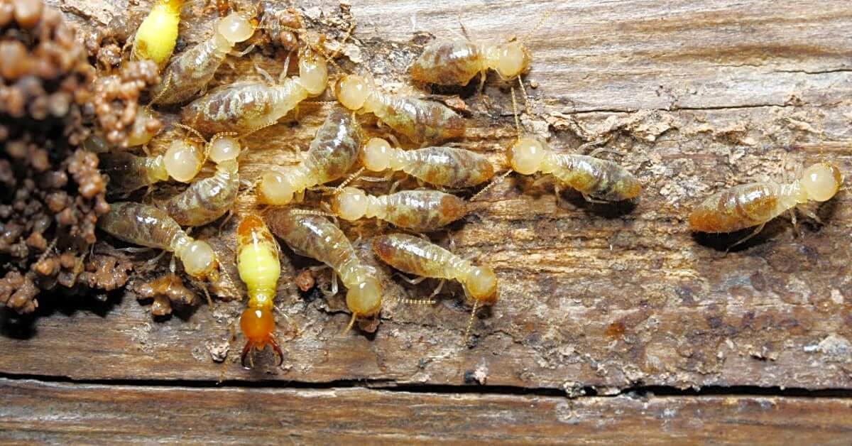 Maple Ridge’s Top 5 Pest Control Challenges and How to Overcome Them