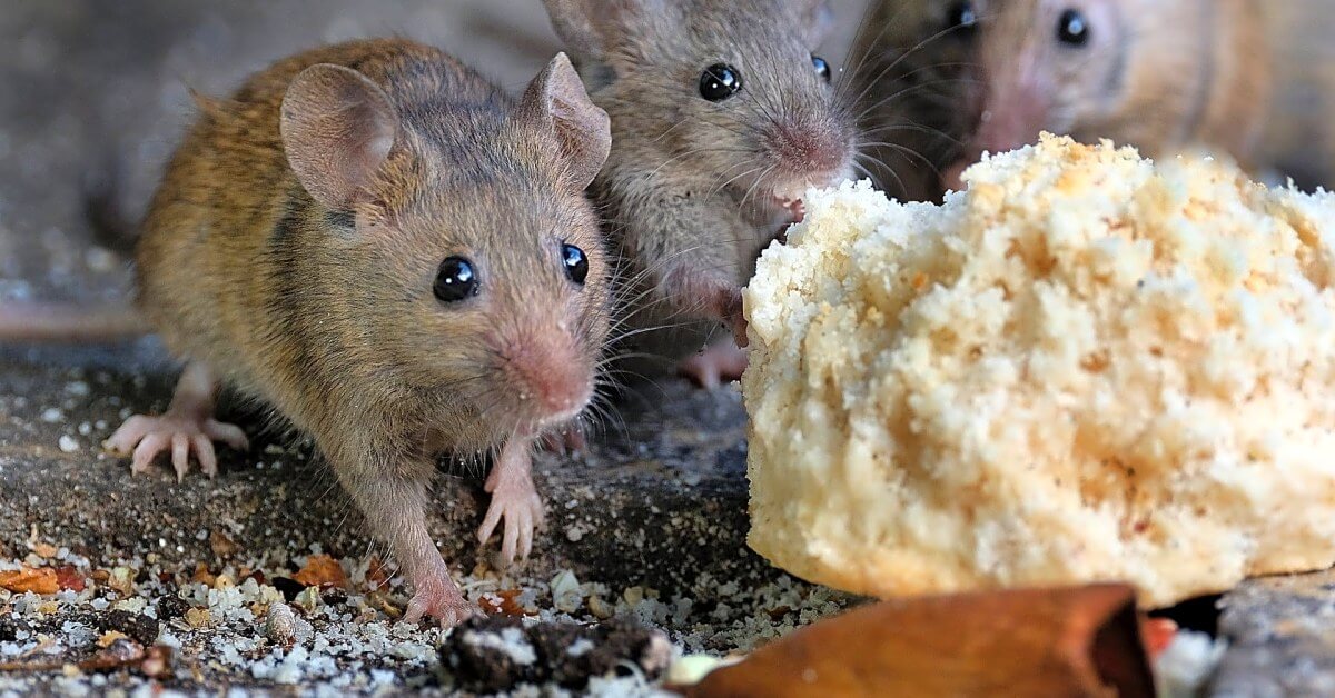 The Most Unique Pest Control Solutions You’ve Never Heard Of