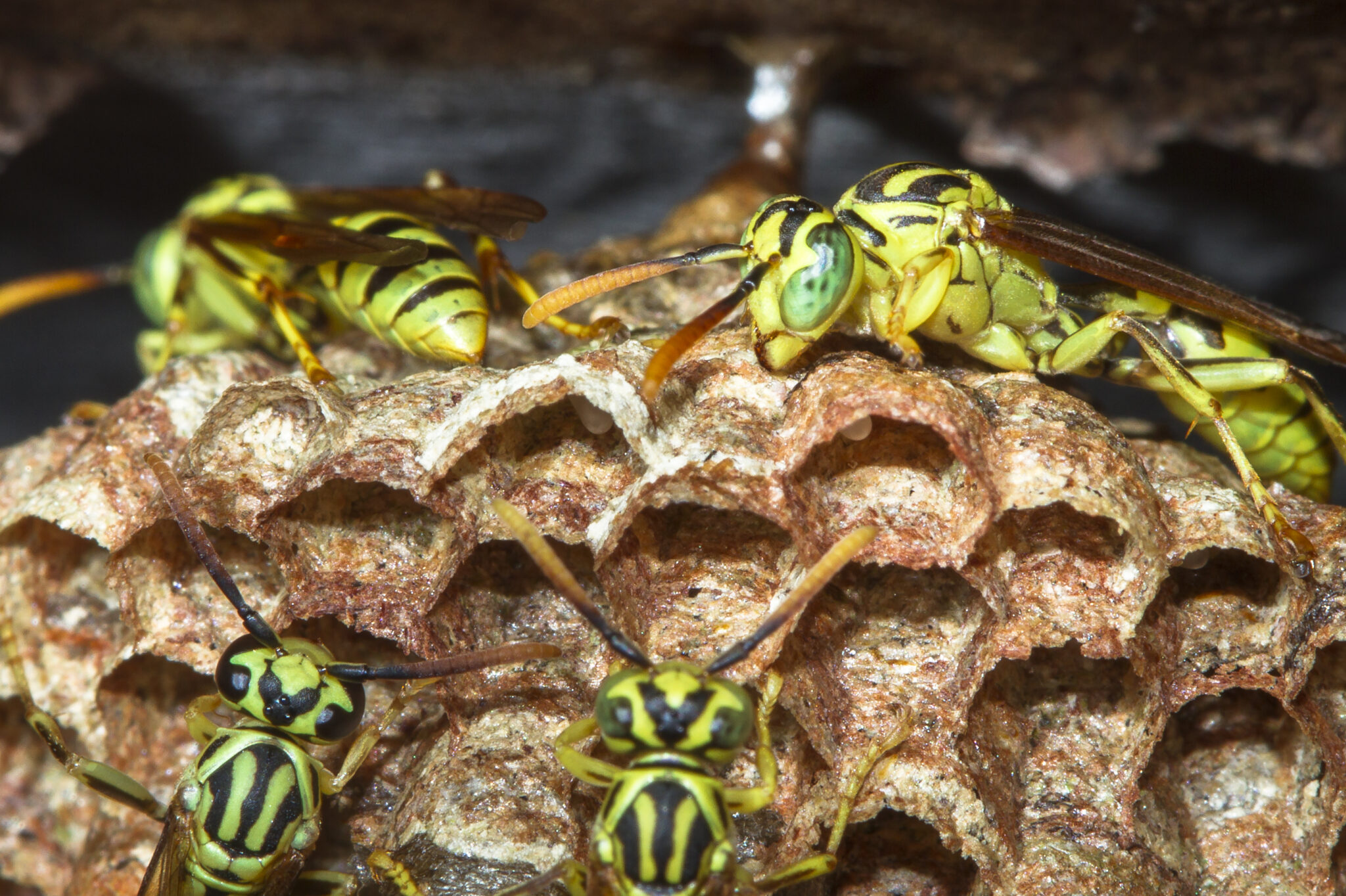 Ballingarry Wasps Wasps Control - Canadian Pest Control