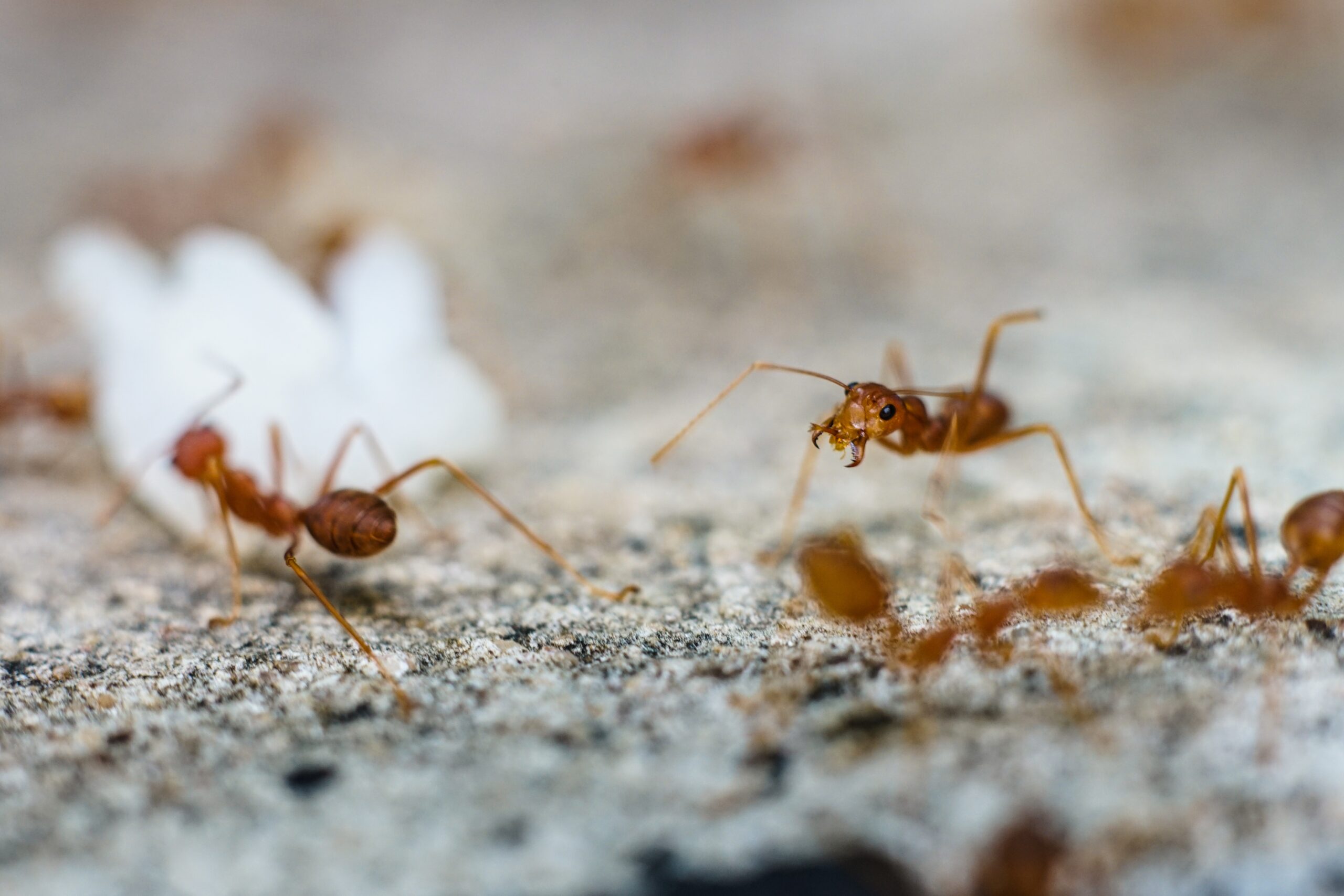 Do Ants Like the Cold? Winter Pest Control Insights