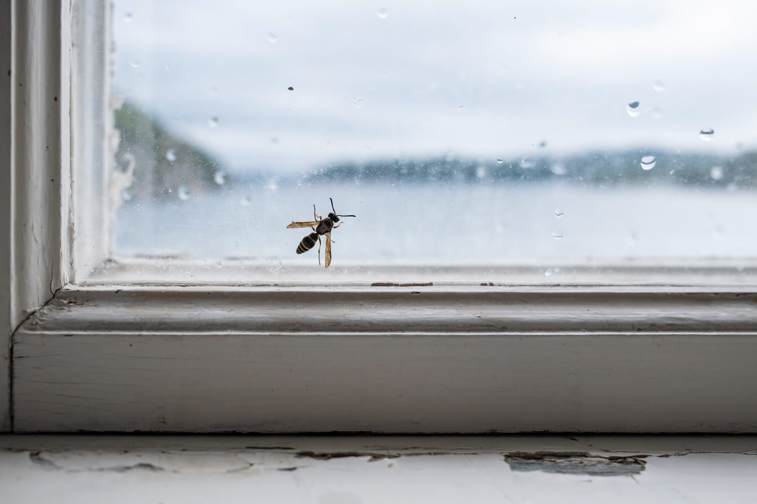 Wasp Removal: Effective Tips for Your Home