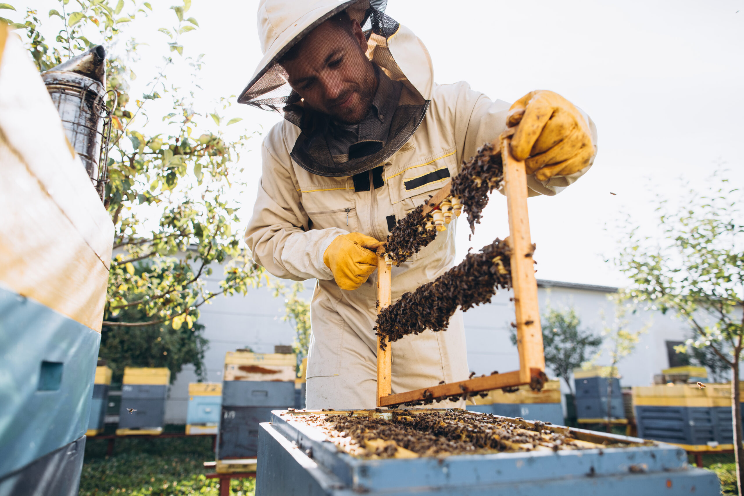 Bee Control: Safe Removal Options for Homeowners