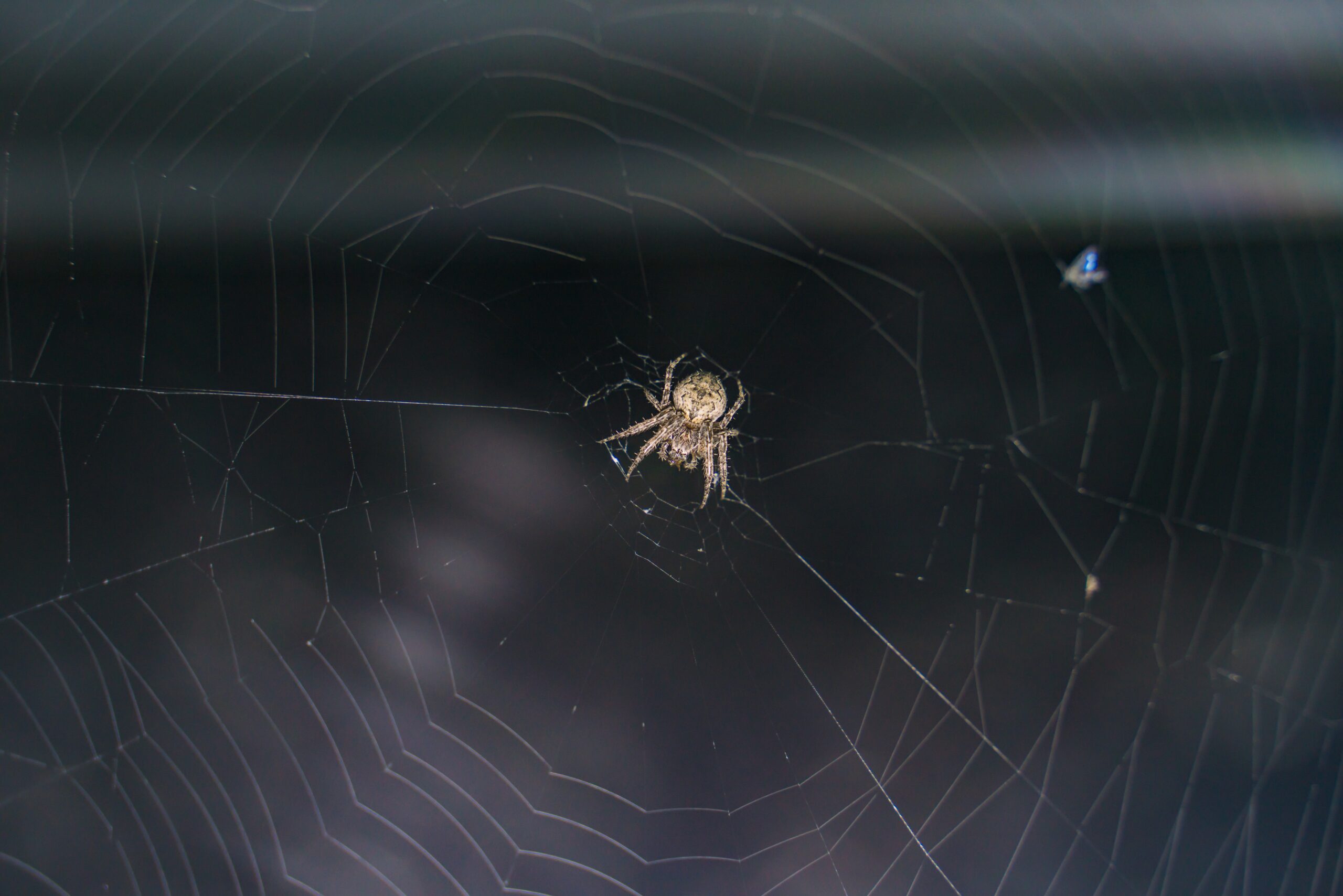 Spider Solutions: Effective Pest Control Strategies