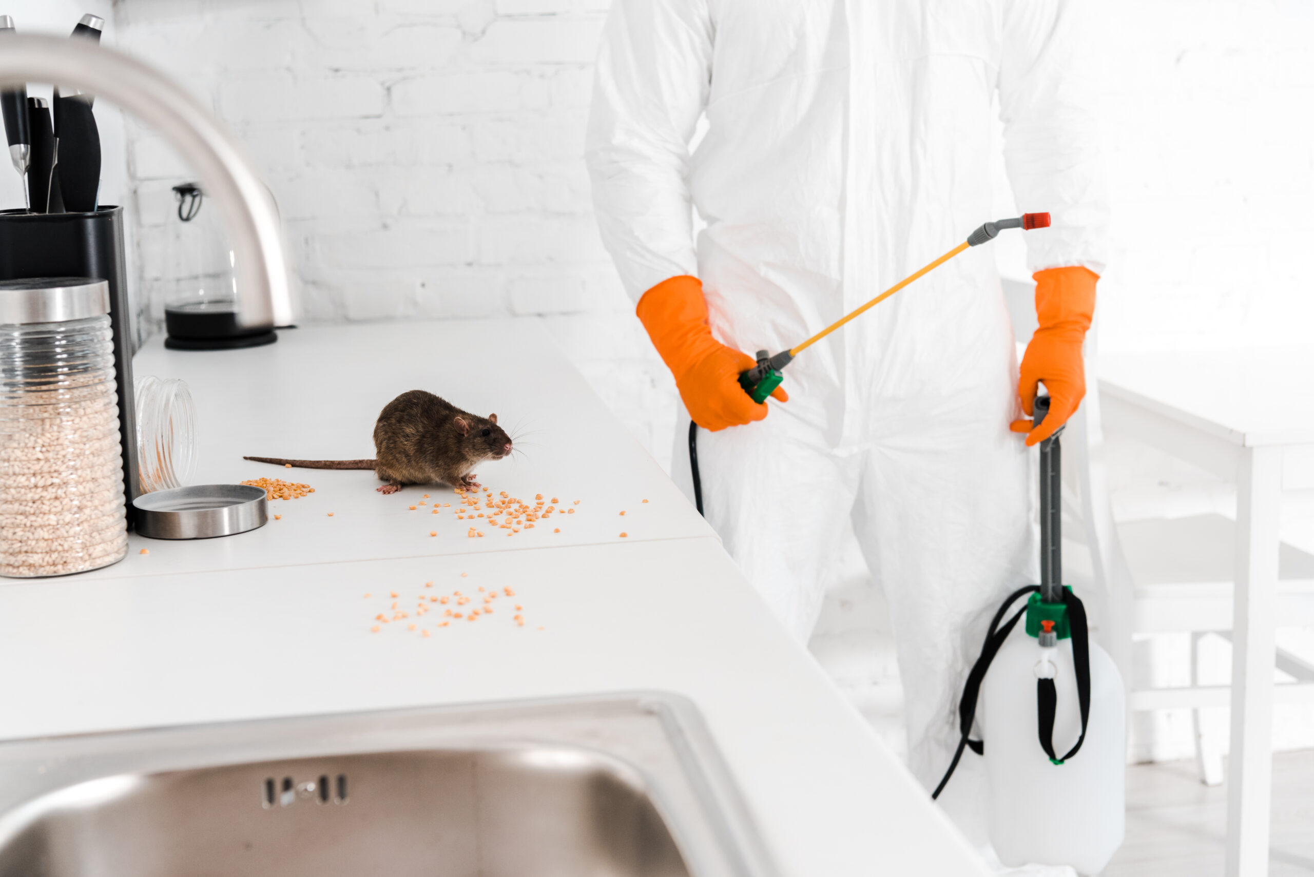Rat Control and Removal in Burnaby: Effective Strategies