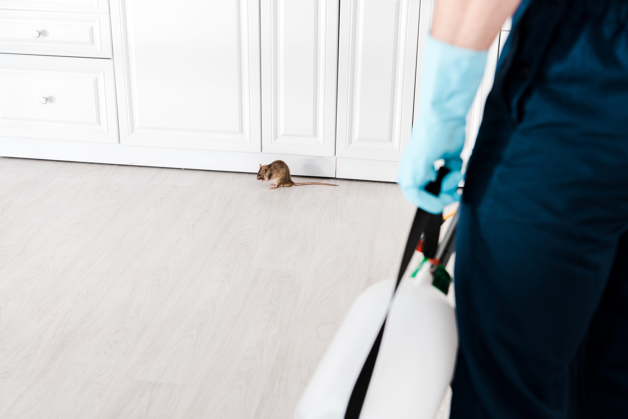 Effective Strategies for Rat Control: A Scientific Approach