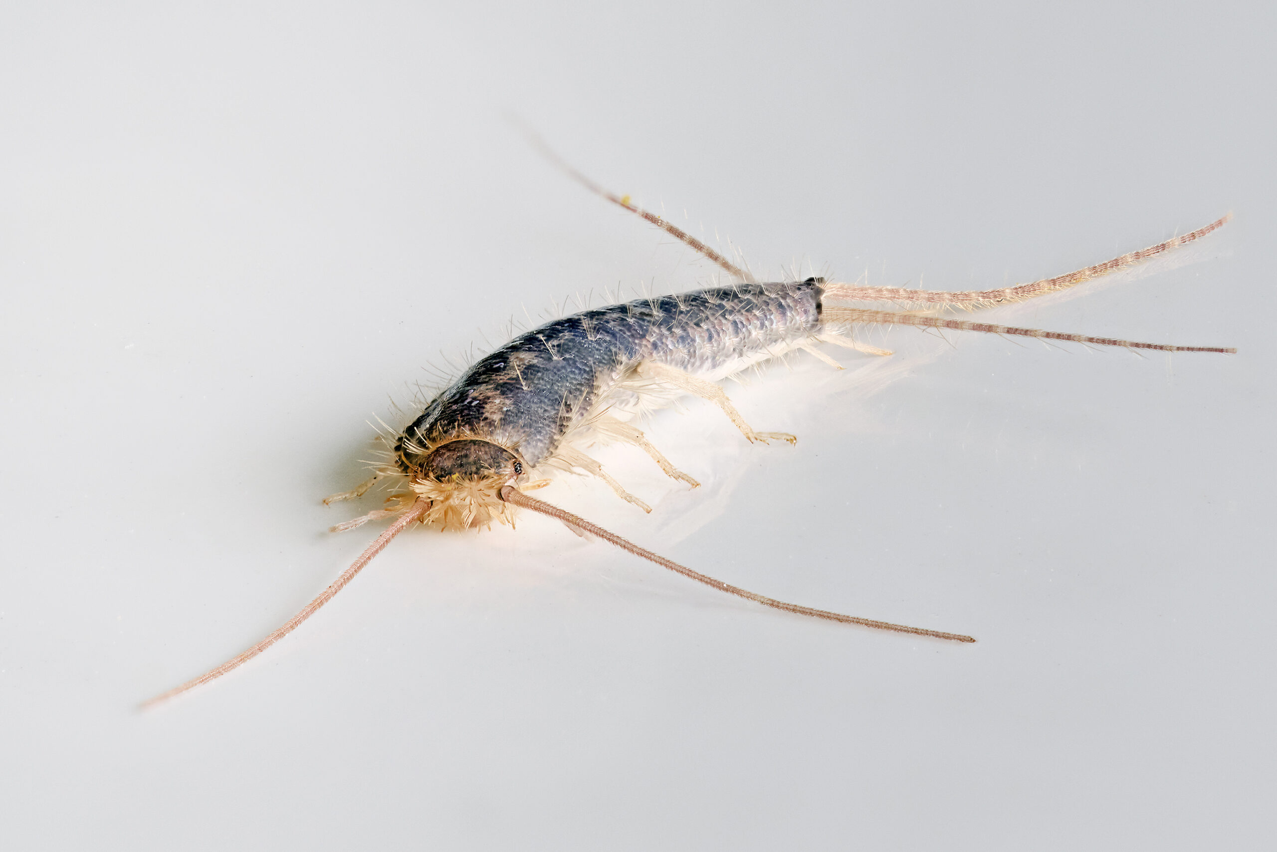 Effective Silverfish Control in Vancouver