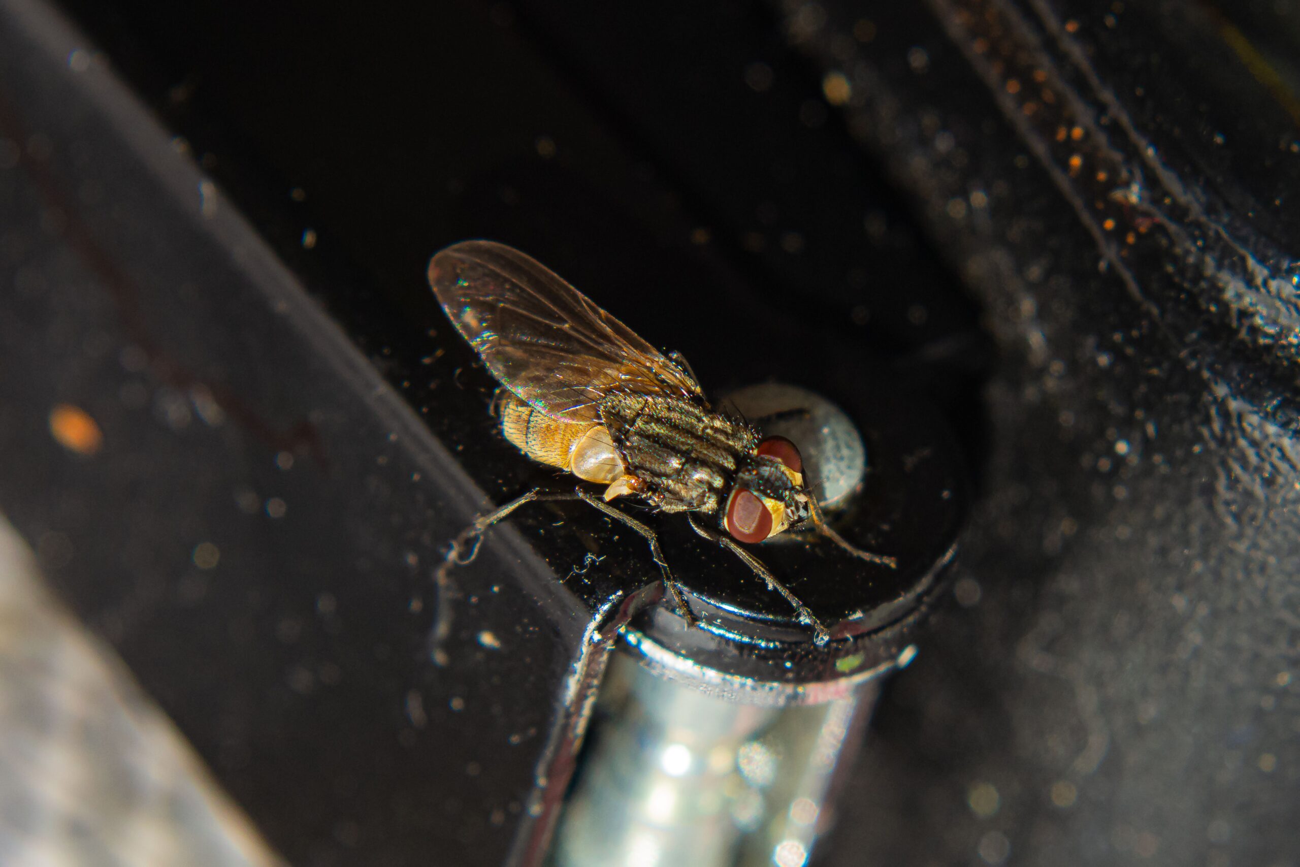 Fly Extermination in Port Coquitlam: Banish Pests for Good