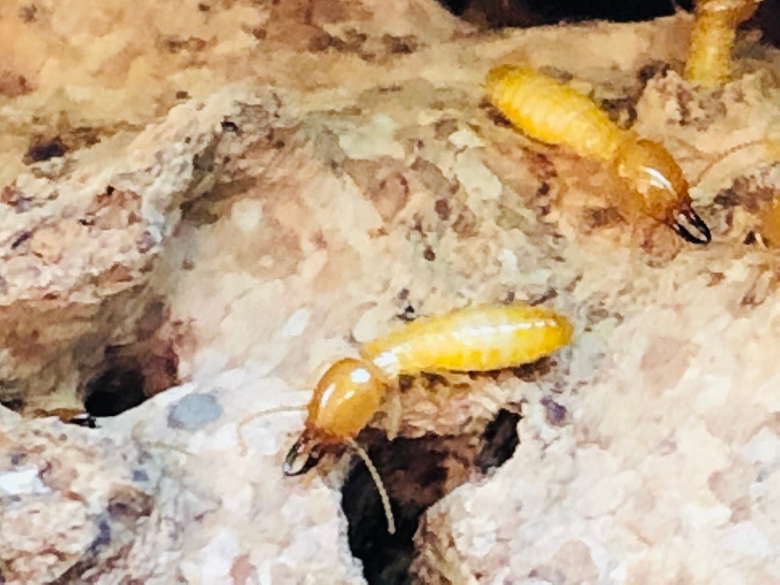 Termite Control in Surrey: A Comprehensive Guide