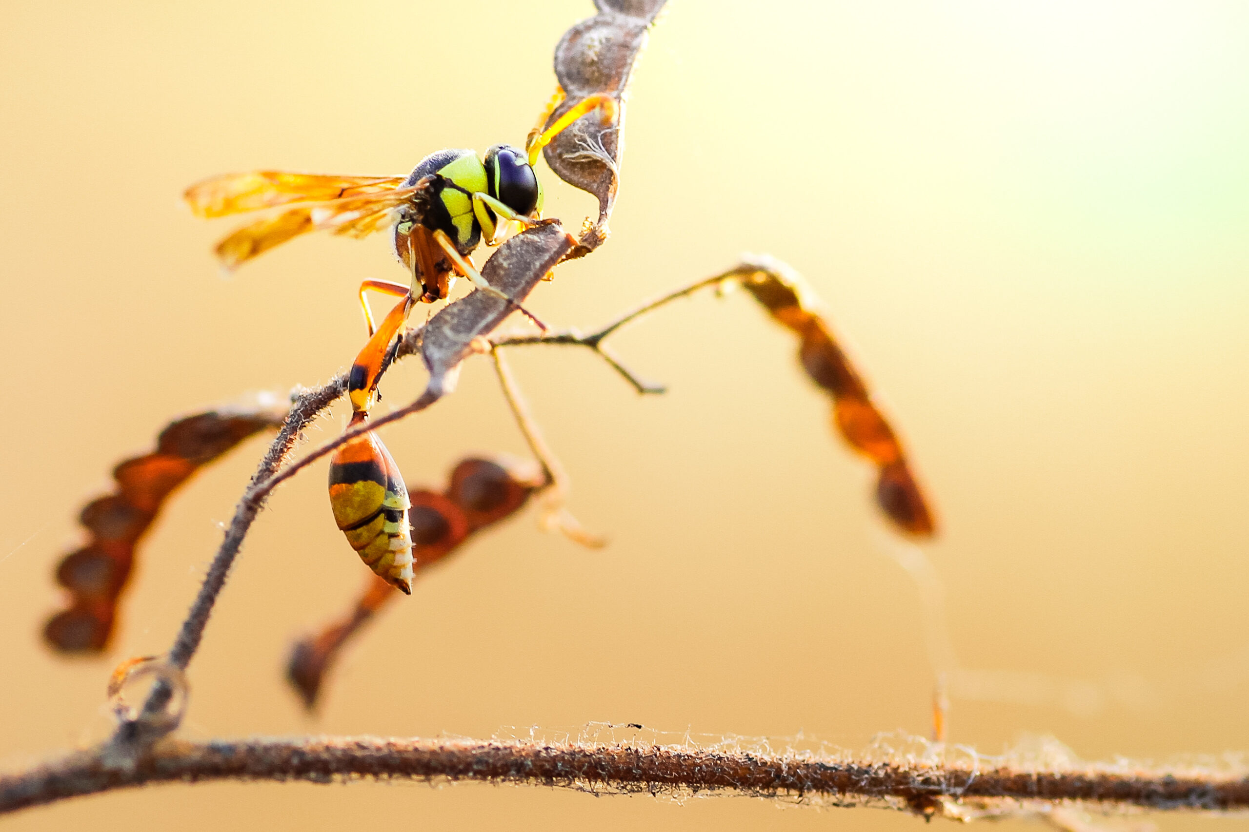 Wasp Control in Surrey: Key Tactics for a Pest-Free Environment