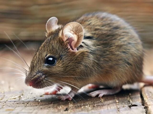 Discover the Truth About Rodents in Walls in Vancouver Homes