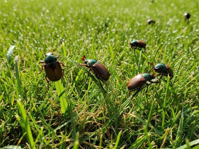 Chafer Beetle Alert: What Maple Ridge Lawns Need to Know Before Spring