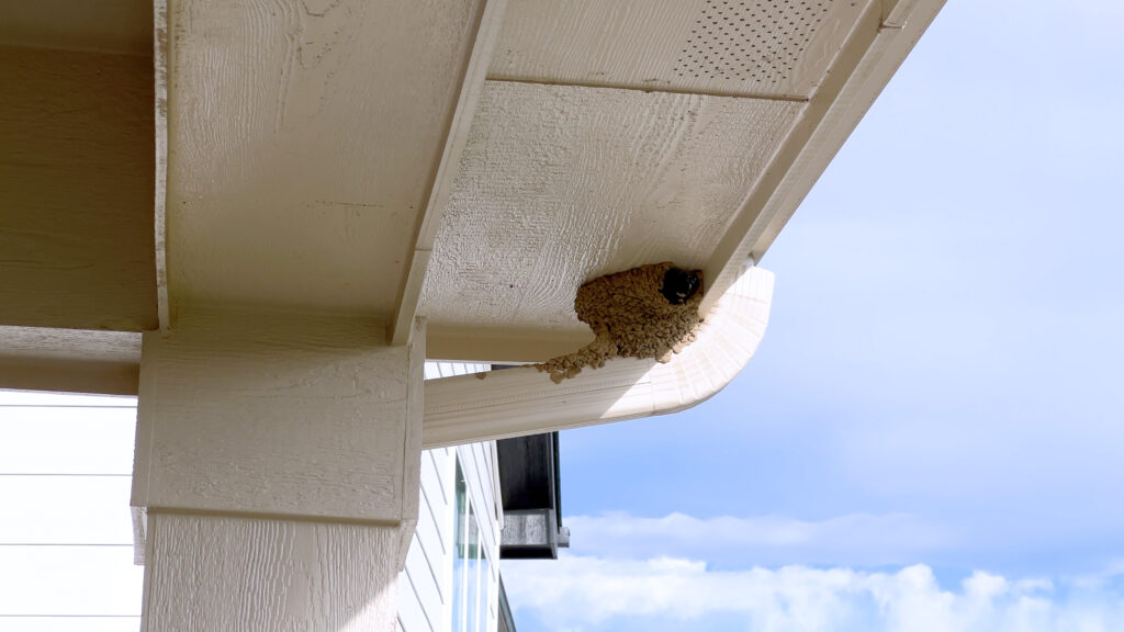 Wasp Removal Maple Ridge: Summer Nest Removal Guide