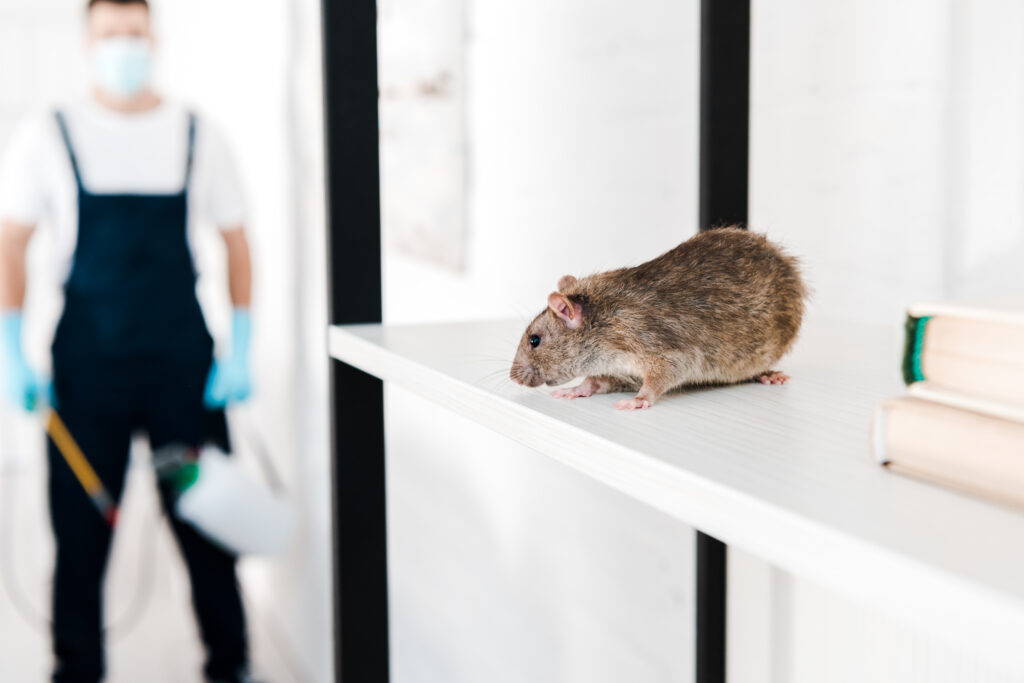 Mice in Your Walls? Signs of a Fall Infestation