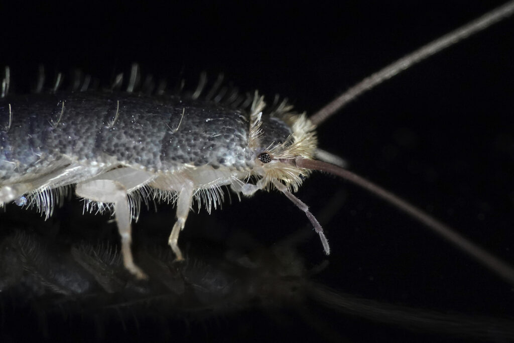Silverfish in BC Homes: How to Get Rid of Them