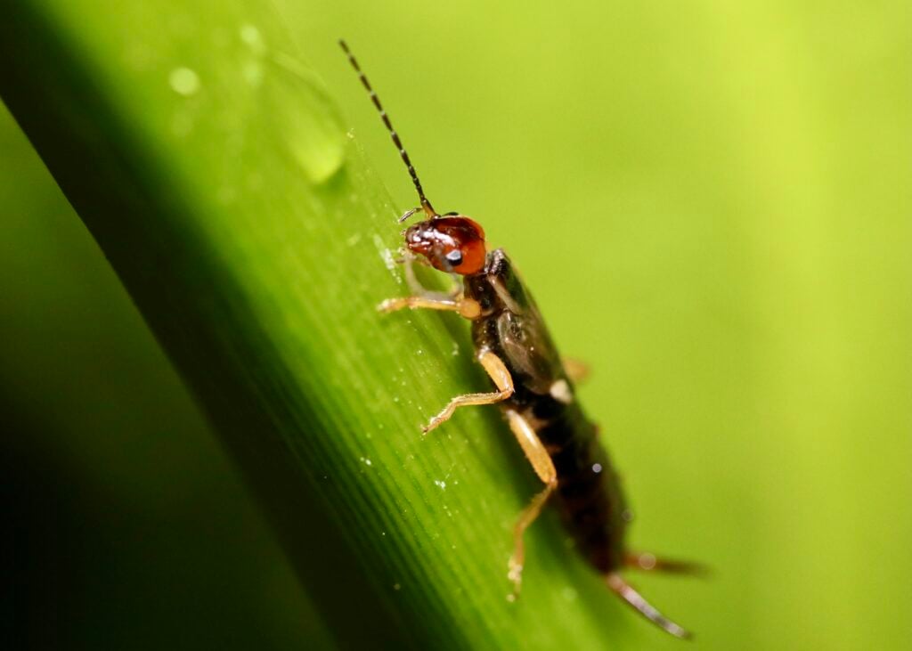 Earwigs in BC Basements: How to Get Rid of Them