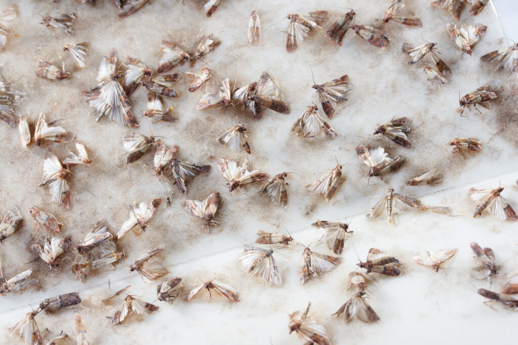 Pantry Moths in Your Kitchen: How to Get Rid of Them
