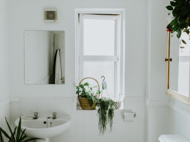 Centipedes in Your Basement? BC Homeowner Guide