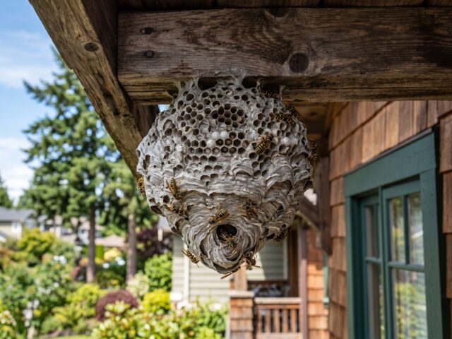 How to Identify & Remove Wasp Nests in BC (2026 Guide)